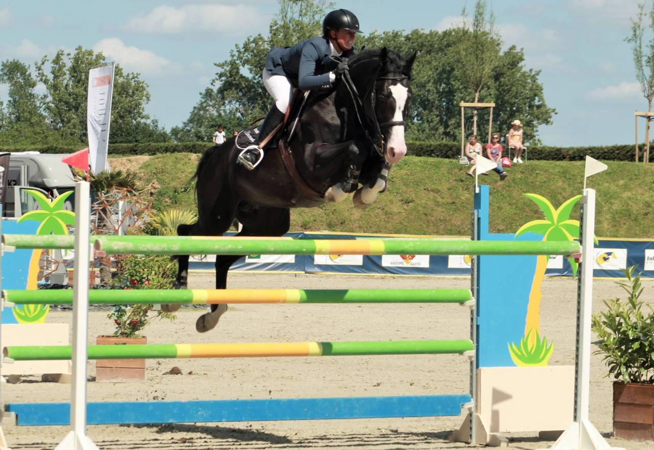 Etalon SF agréé noir homozygote disponible pr saillies