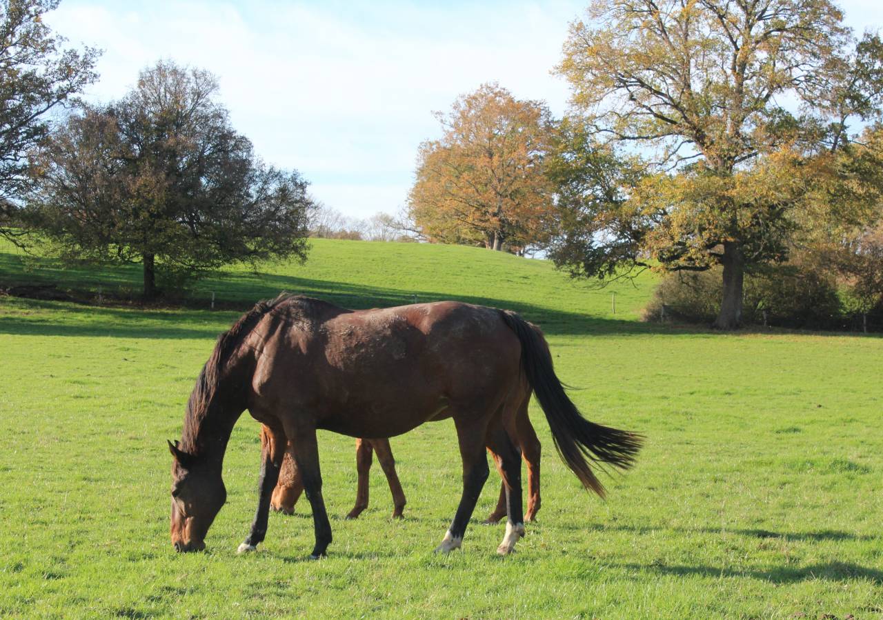Location de boxes/ Pension