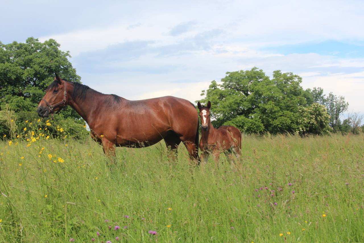 Location de boxes/ Pension