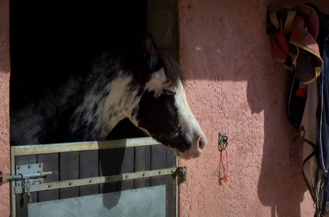 Haras La Colombiere - Pension - Elevage Pur-Sang Arabes