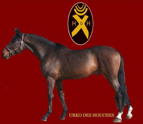 URKO DES HOUCHES  SF  ÉTALON SAILLIE PAYEMENT NAISSANCE