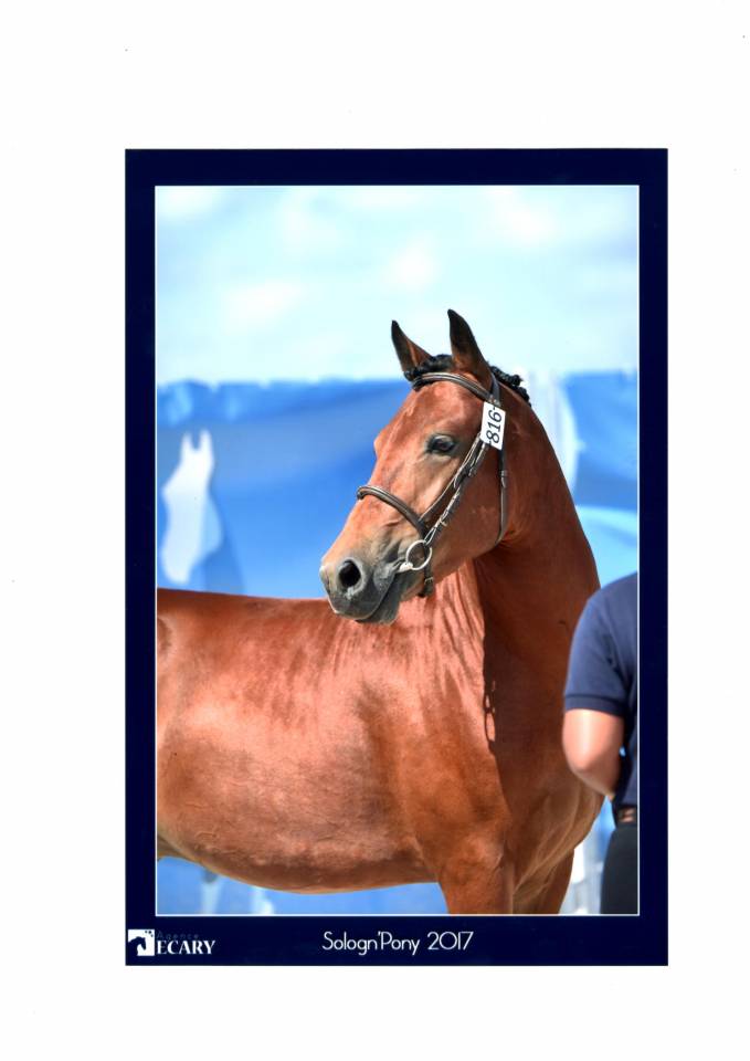 LEAO - Étalon New Forest