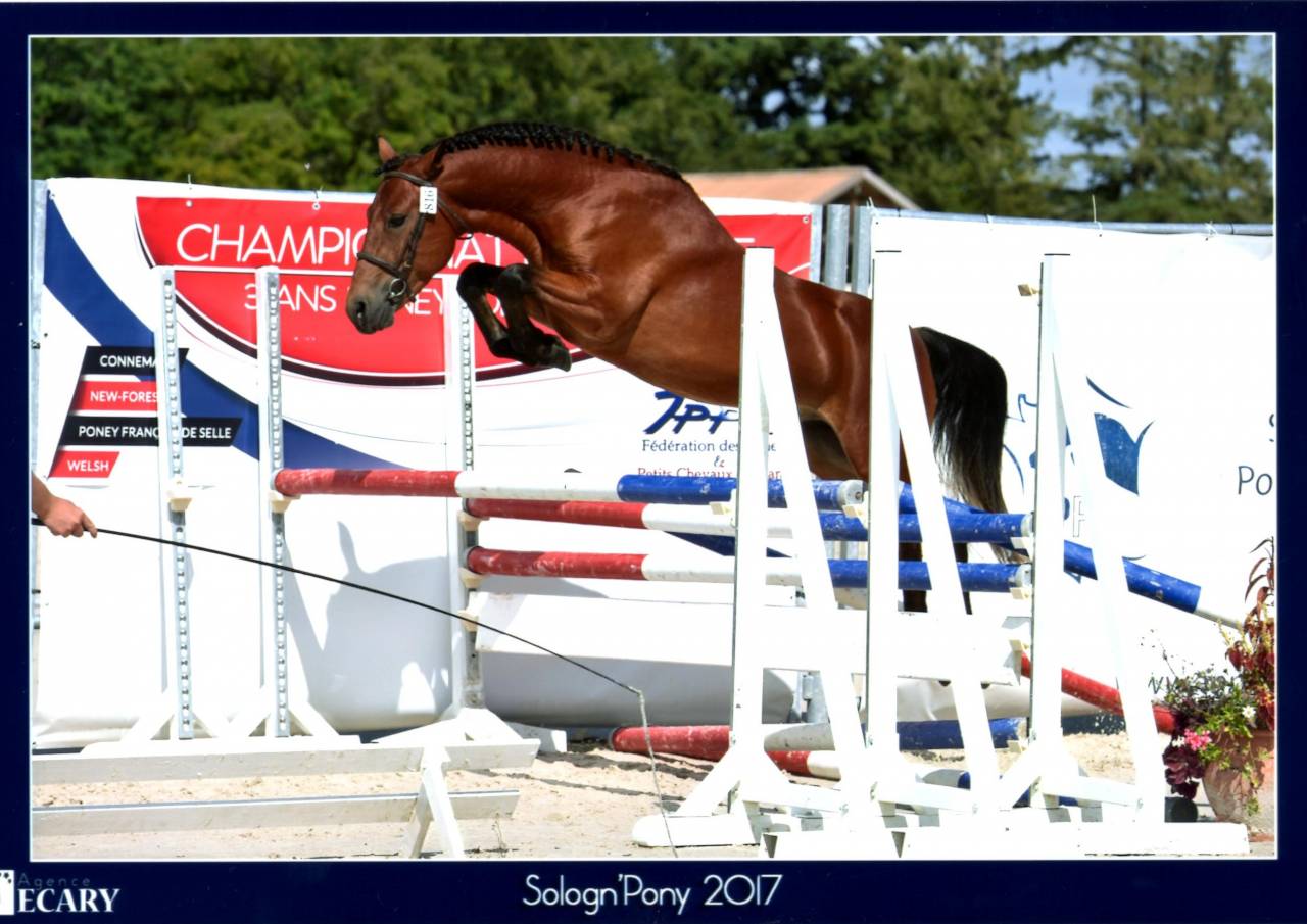 LEAO - Étalon New Forest