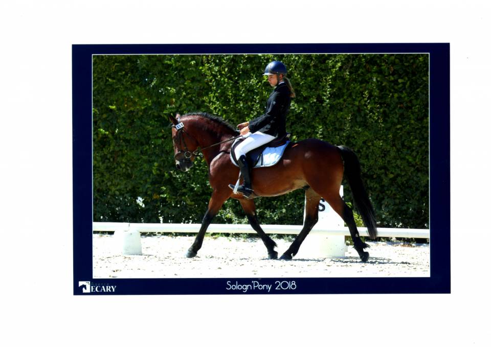 LEAO - Étalon New Forest