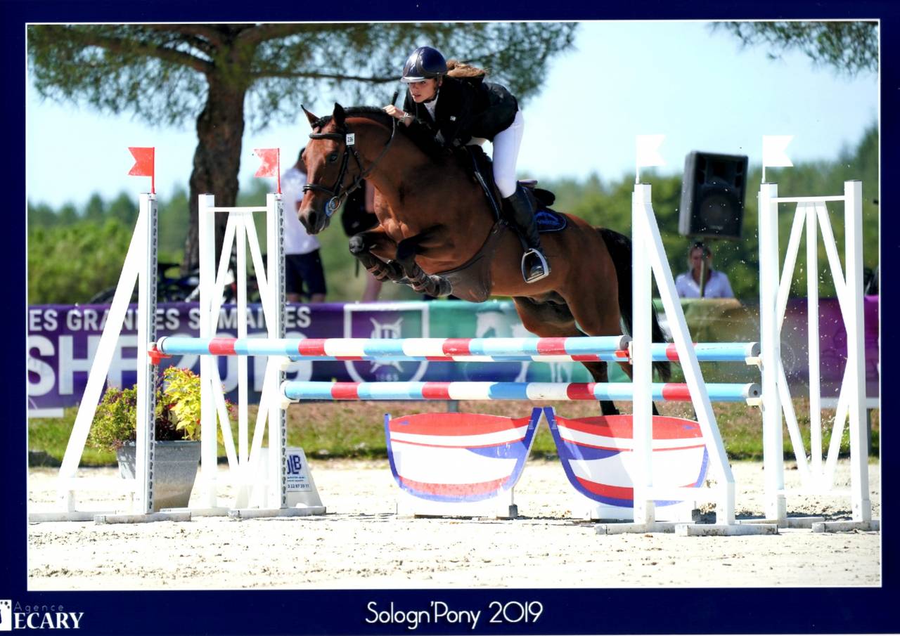 LEAO - Étalon New Forest