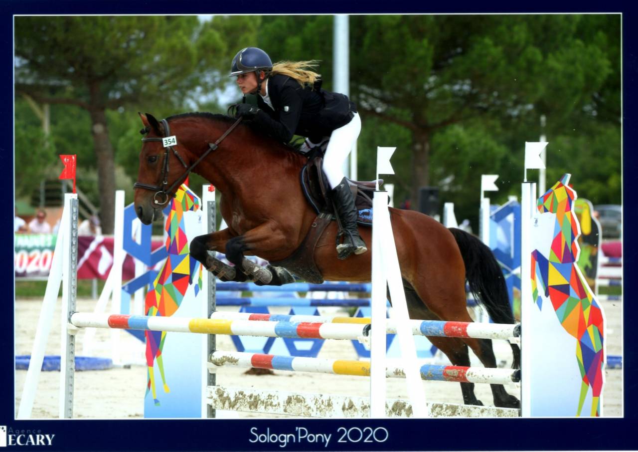 LEAO - Étalon New Forest