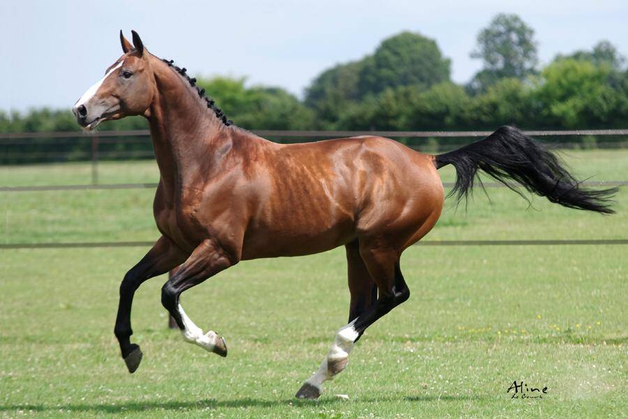 Uncognito bois margot 