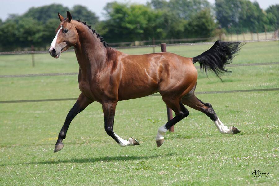 Uncognito bois margot 