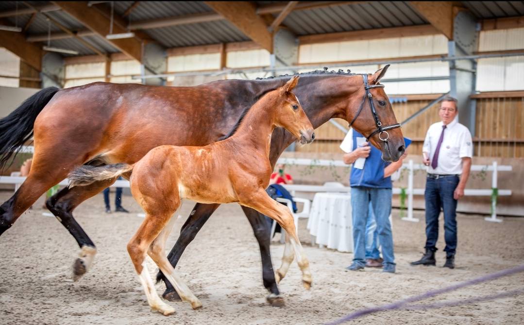 Uncognito bois margot 