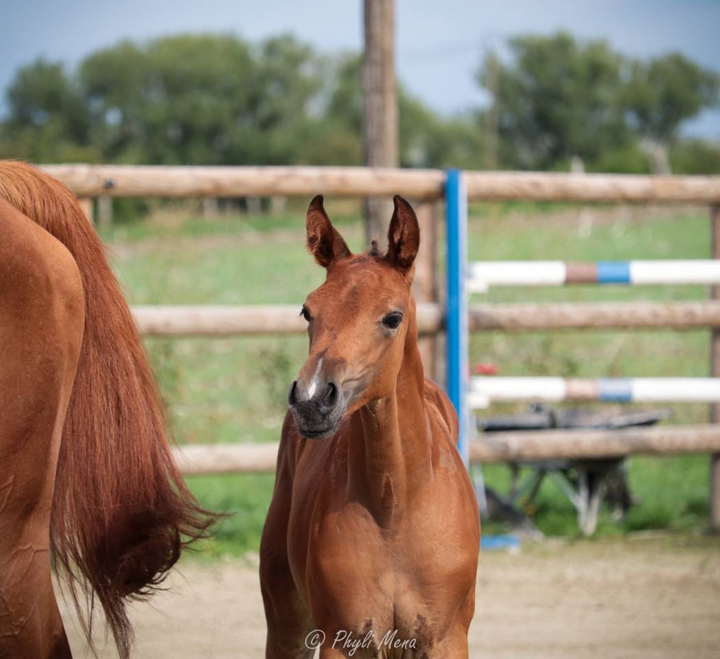 Uncognito bois margot 