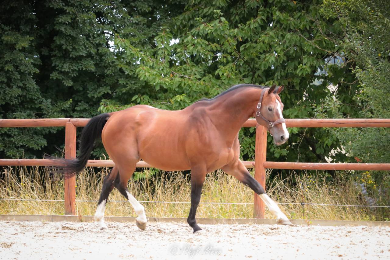 Uncognito bois margot 