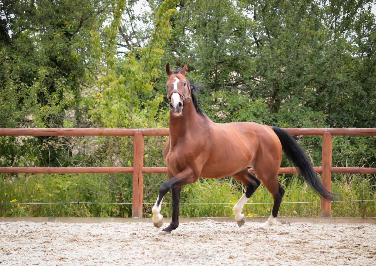 Uncognito bois margot 