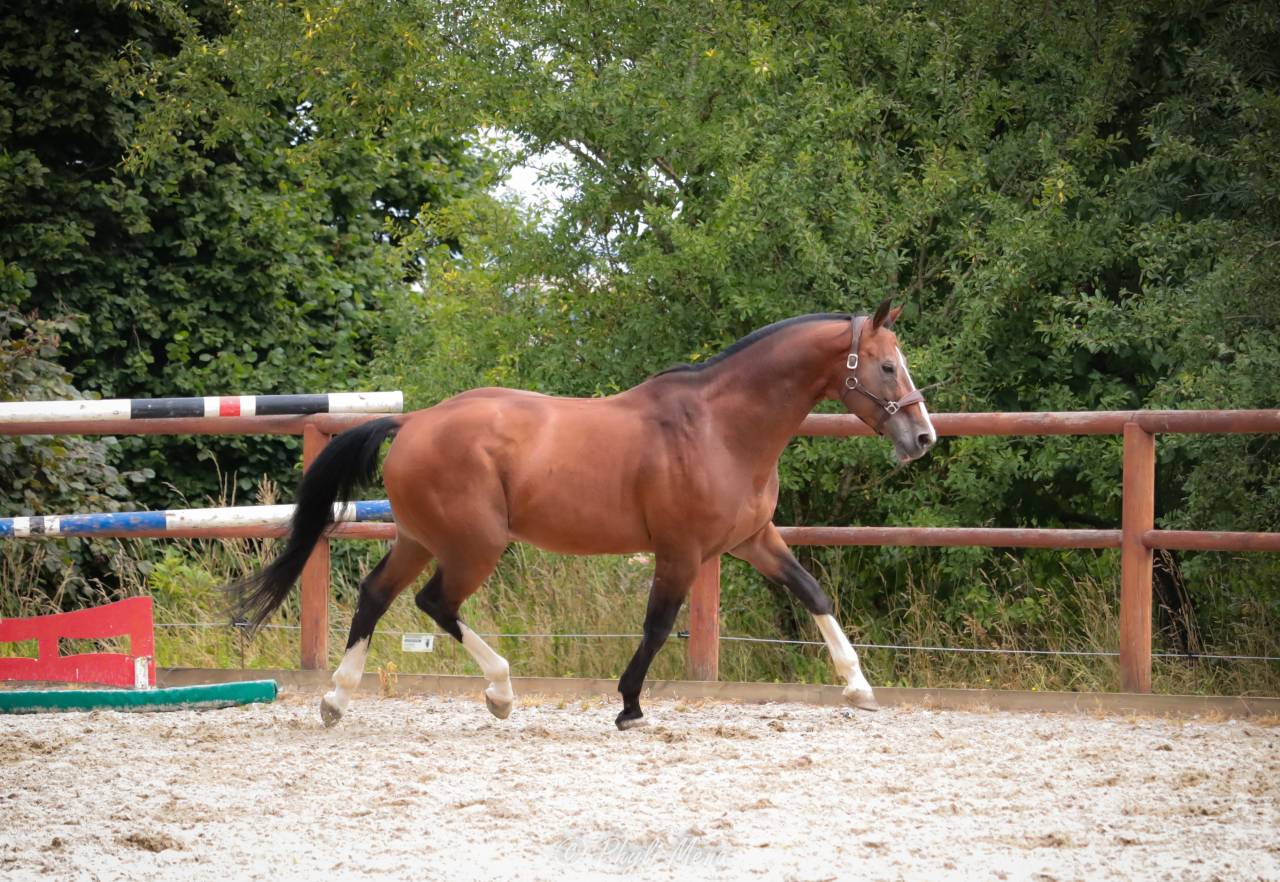 Uncognito bois margot 