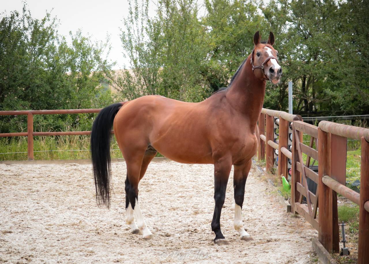 Uncognito bois margot 