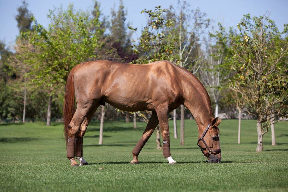 Baloubet du Rouet - SF - 1989 - 170cm