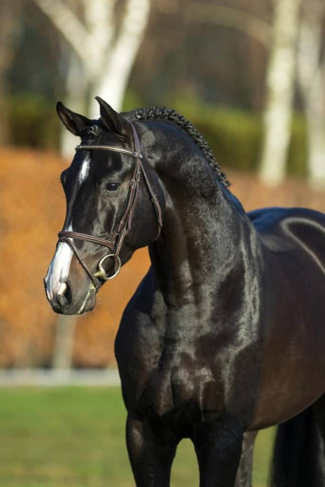 Chubakko - Noir - 173cm