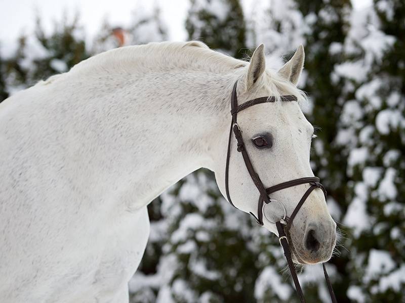 Cornet Obolensky - 1999 - 1M71 - BWP