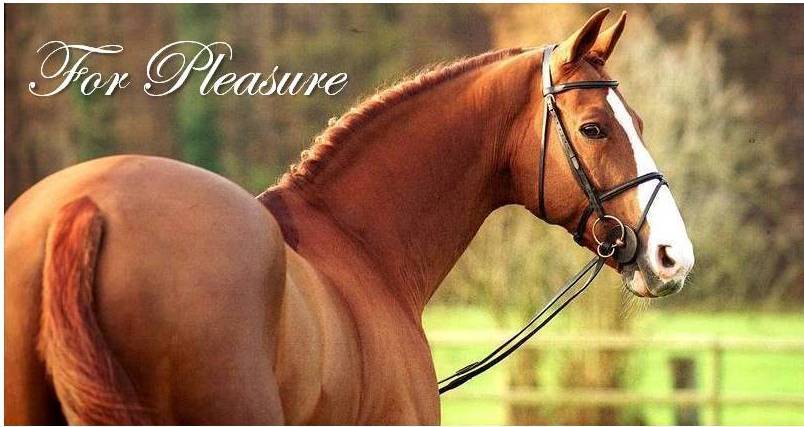 For Pleasure - Alezan - 1M67 - HANN