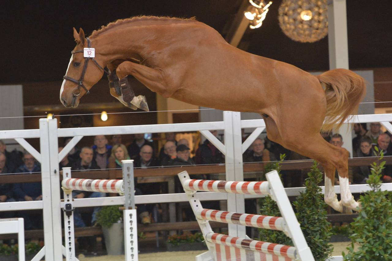 Nixon Van't Meulenhof - 2013 - 1M69 - BWP