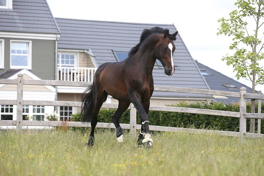 Quel Homme de Hus - 2006 - Bai - 1M66 - SF