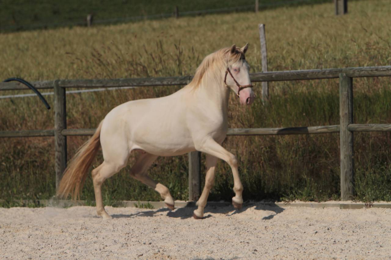 Saillies étalon Pur Sang Lusitanien crème