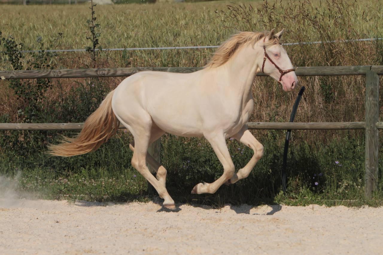 Saillies étalon Pur Sang Lusitanien crème