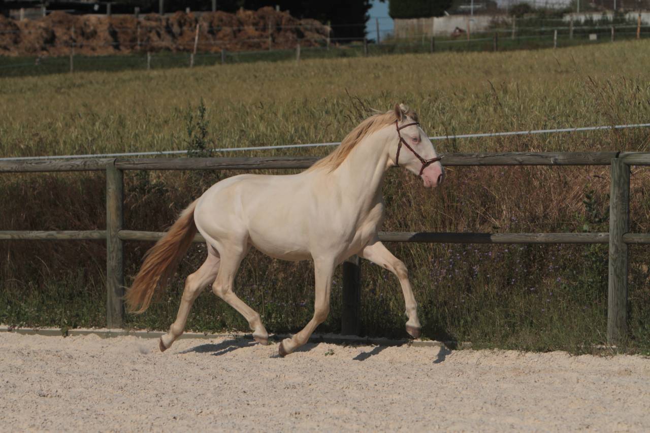 Saillies étalon Pur Sang Lusitanien crème