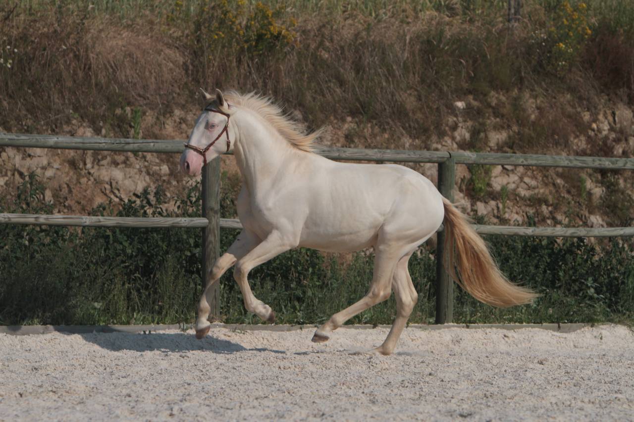 Saillies étalon Pur Sang Lusitanien crème