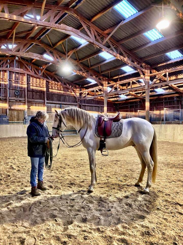 Saillies étalon Pur Sang Lusitanien crème