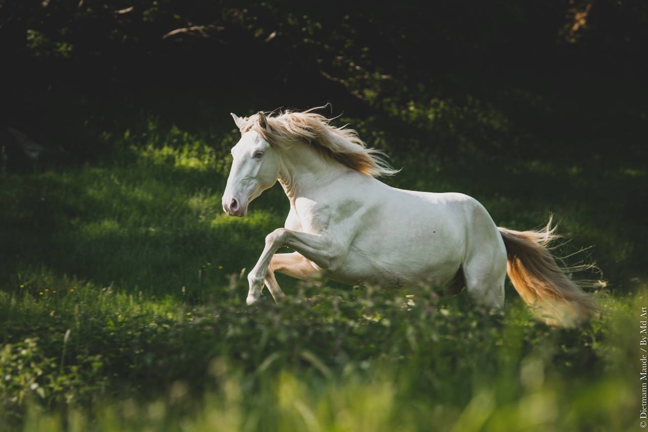 Saillies étalon Pur Sang Lusitanien crème