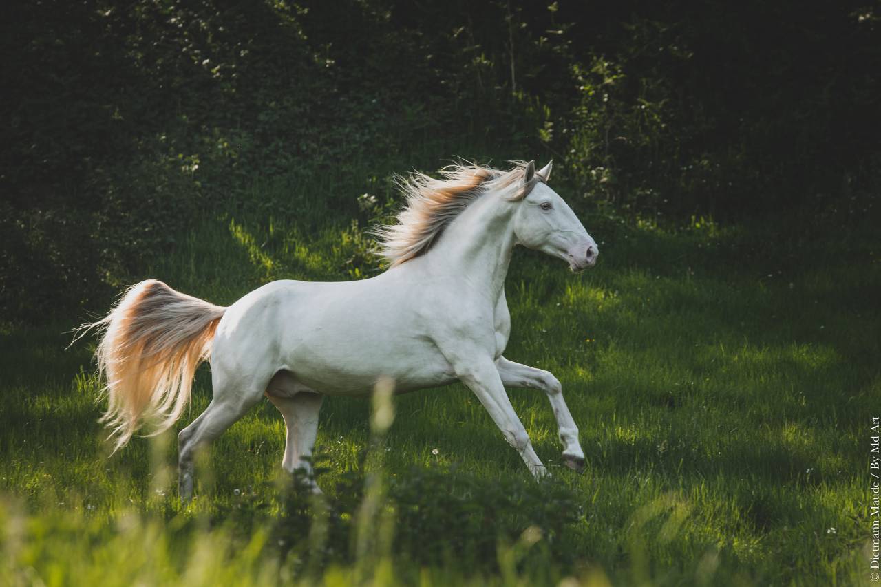 Saillies étalon Pur Sang Lusitanien crème