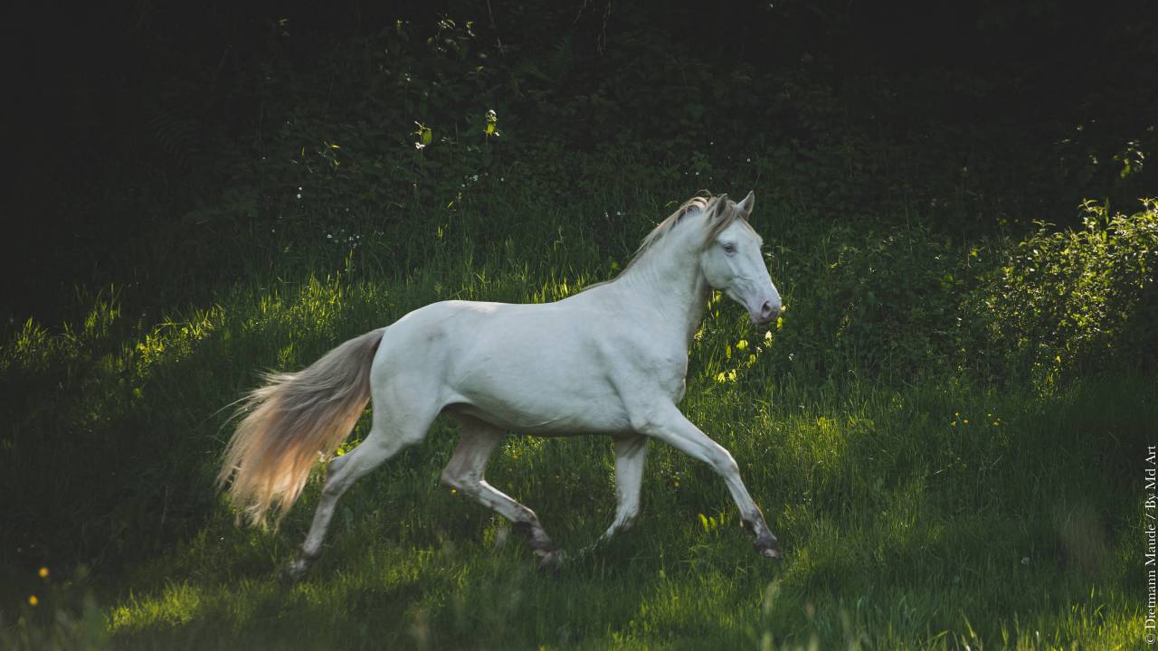 Saillies étalon Pur Sang Lusitanien crème