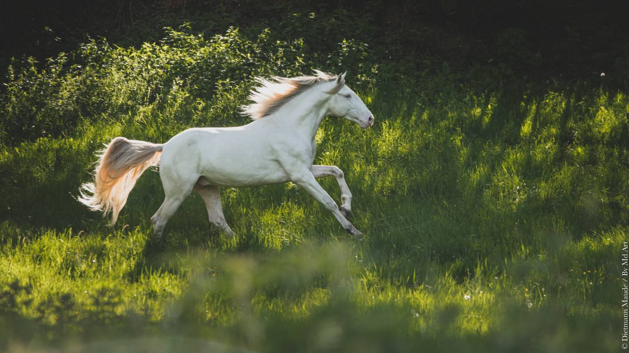Saillies étalon Pur Sang Lusitanien crème