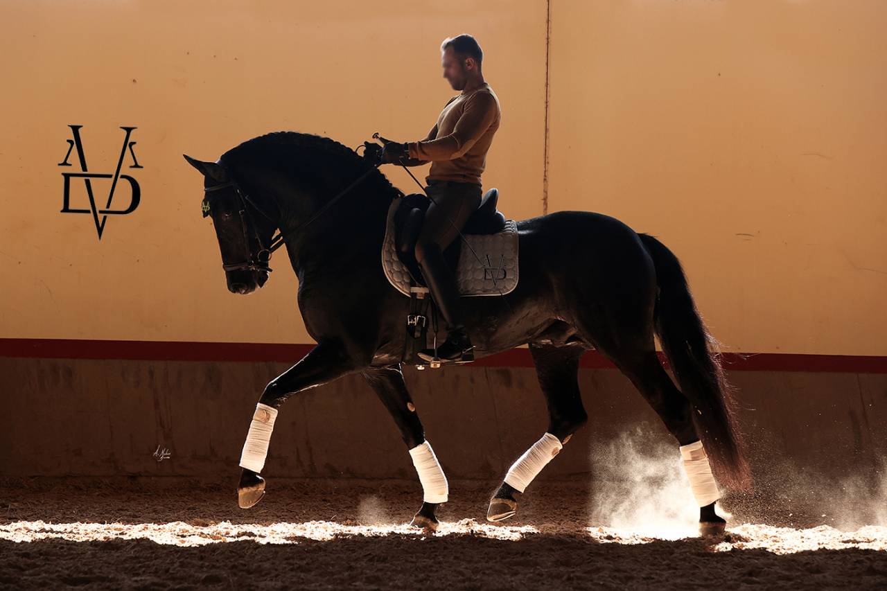 Etalon Pure Race Espagnole PRE Noir (saillie)