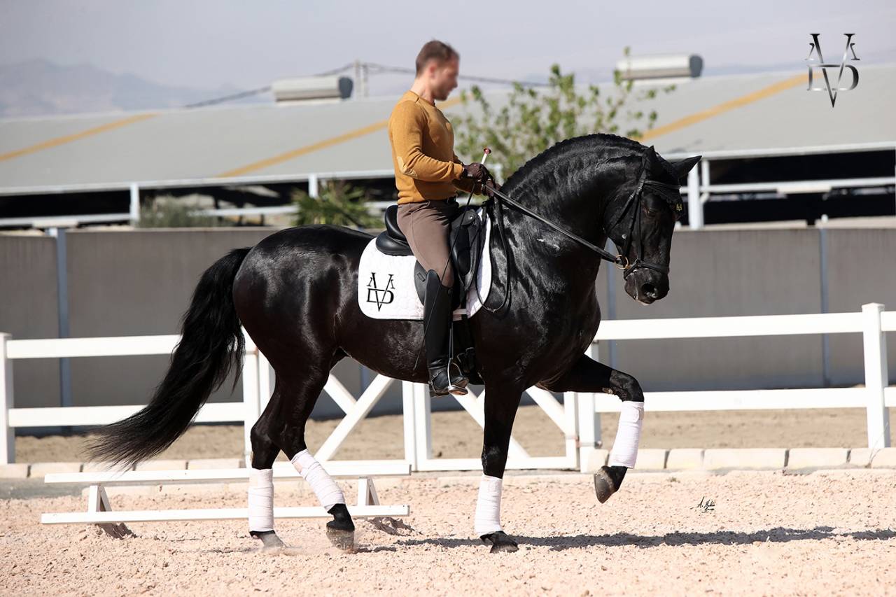Etalon Pure Race Espagnole PRE Noir (saillie)