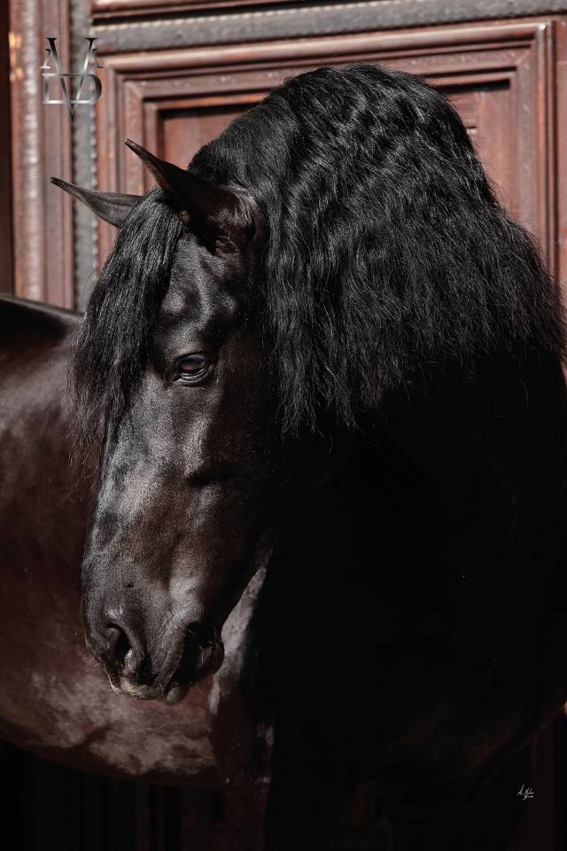 Etalon Pure Race Espagnole PRE Noir (saillie)