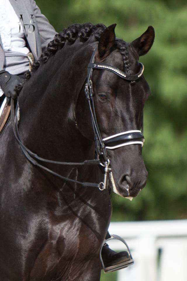 Etalon Pure Race Espagnole PRE Noir (saillie)