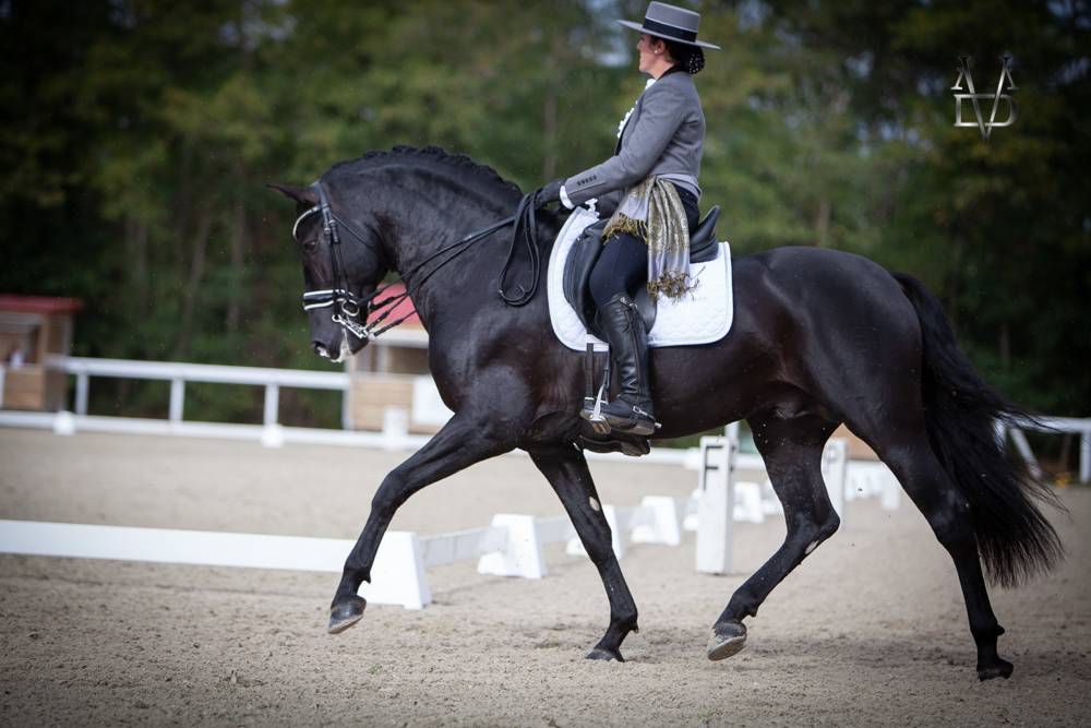 Etalon Pure Race Espagnole PRE Noir (saillie)