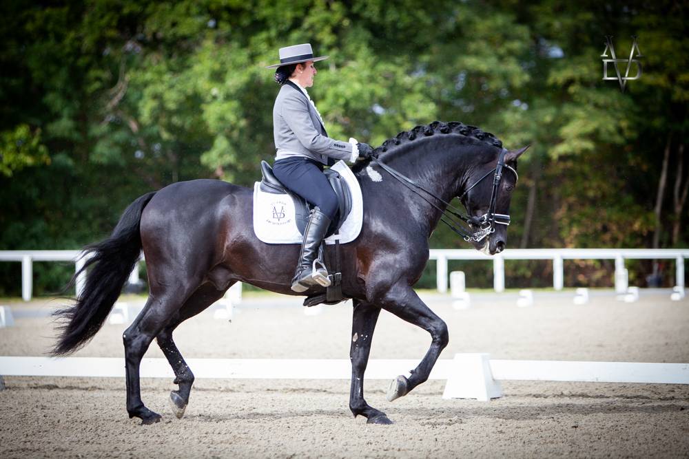 Etalon Pure Race Espagnole PRE Noir (saillie)