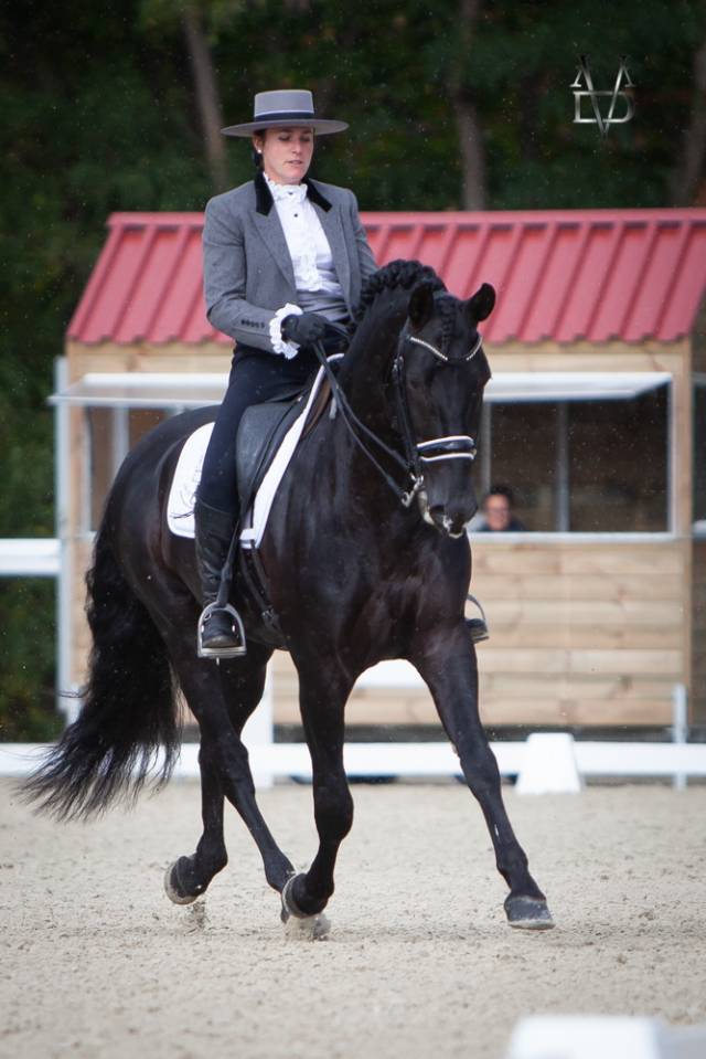 Etalon Pure Race Espagnole PRE Noir (saillie)