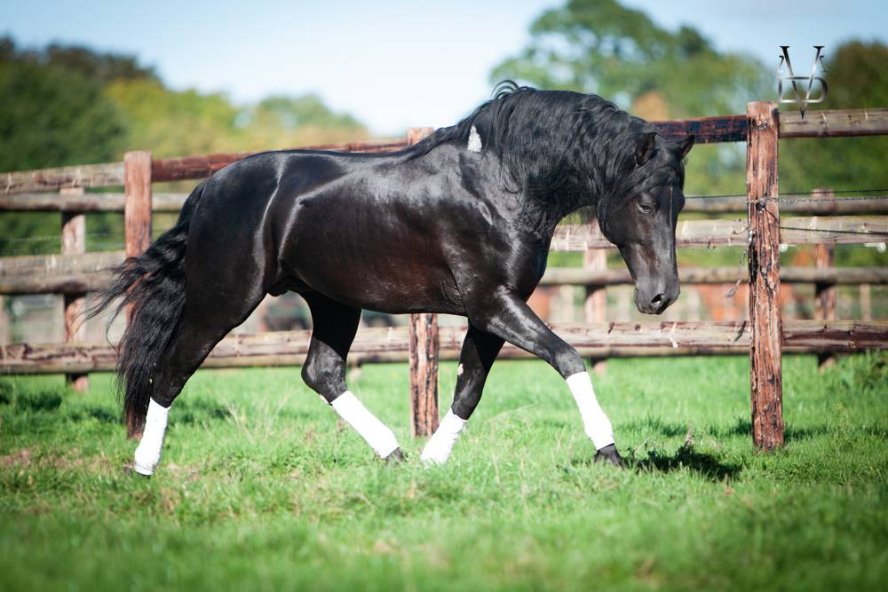 Etalon Pure Race Espagnole PRE Noir (saillie)