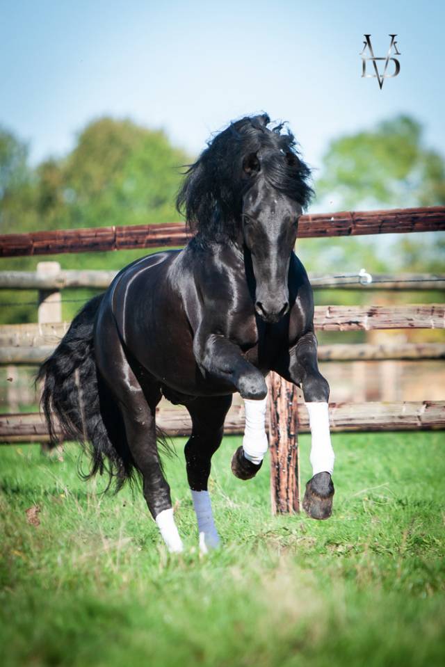 Etalon Pure Race Espagnole PRE Noir (saillie)