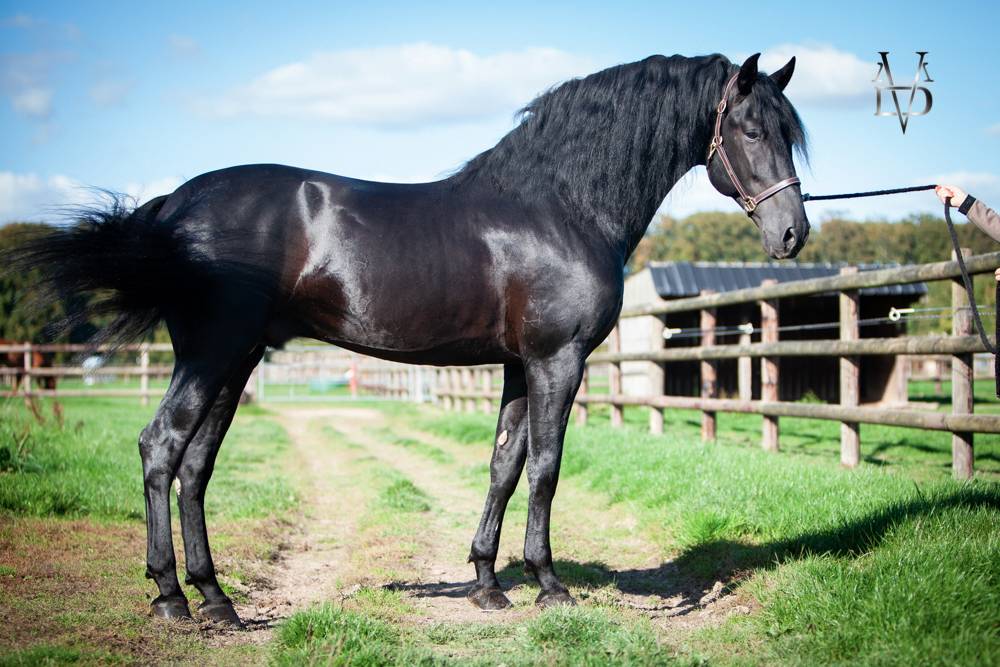 Etalon Pure Race Espagnole PRE Noir (saillie)
