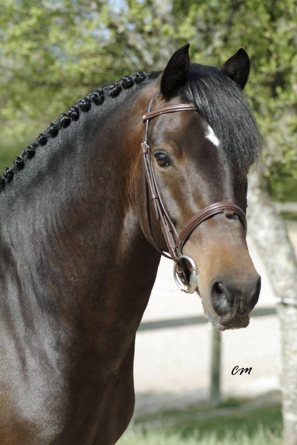 Étalon New Forest Exeptionel