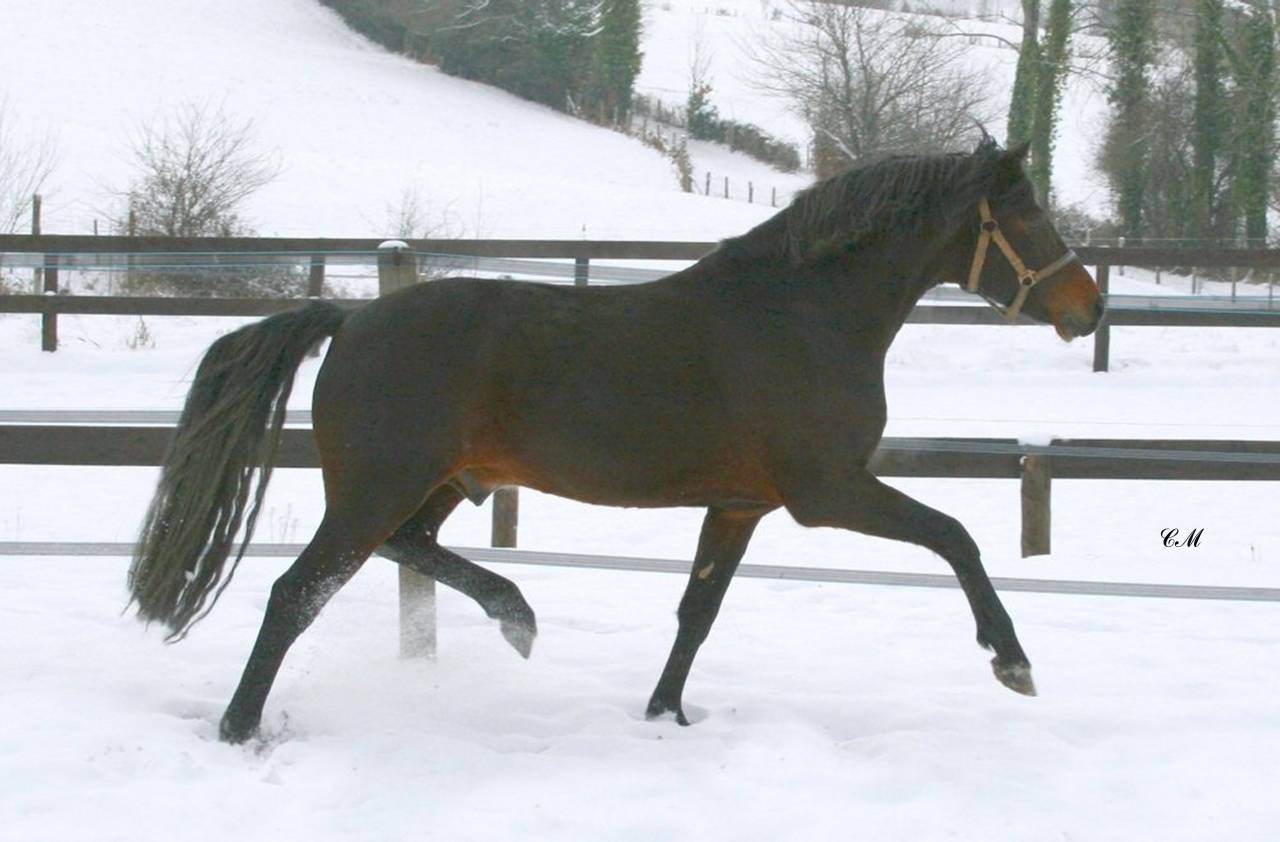 Étalon New Forest Exeptionel