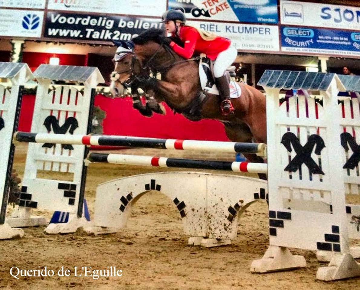 Étalon New Forest Exeptionel