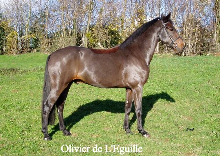 Étalon New Forest Exeptionel