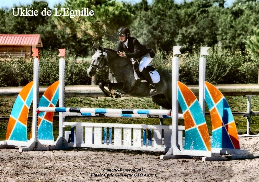 Étalon New Forest Exeptionel