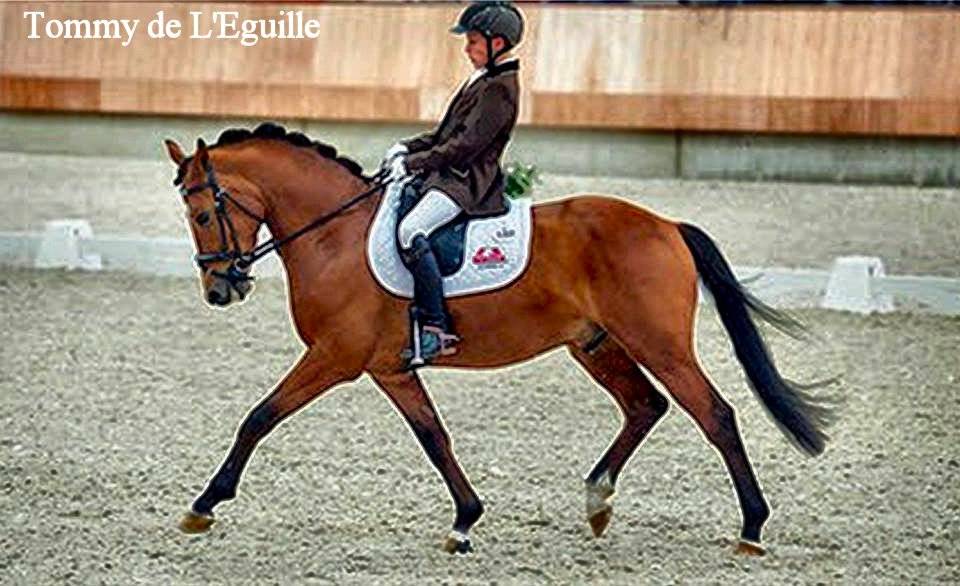 Étalon New Forest Exeptionel