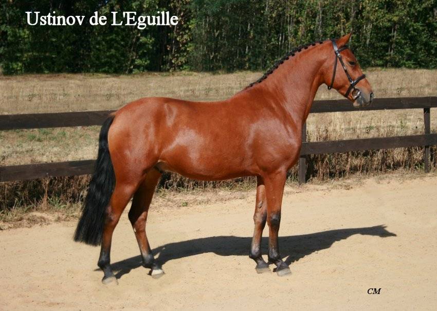 Étalon New Forest Exeptionel